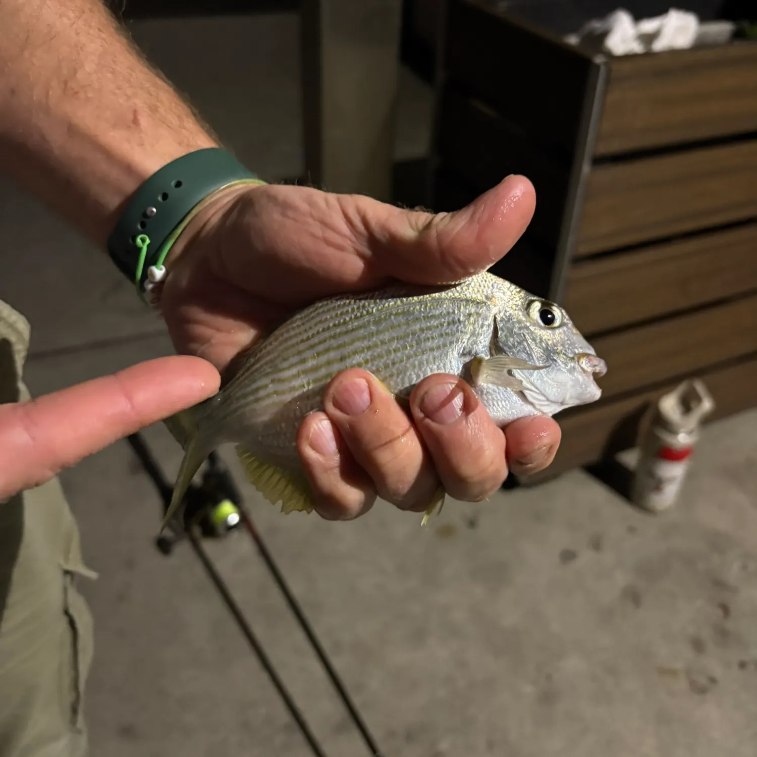 Australasian snapper caught on Fishbrain