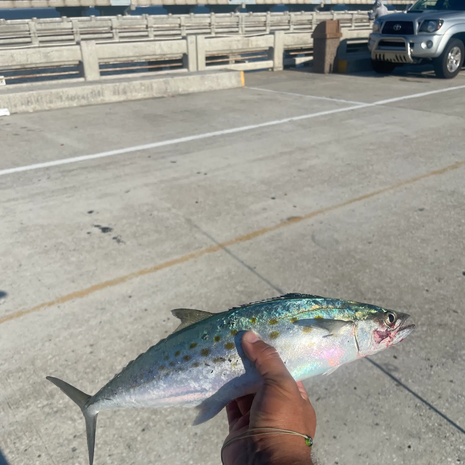 Spanish mackerel caught on Fishbrain