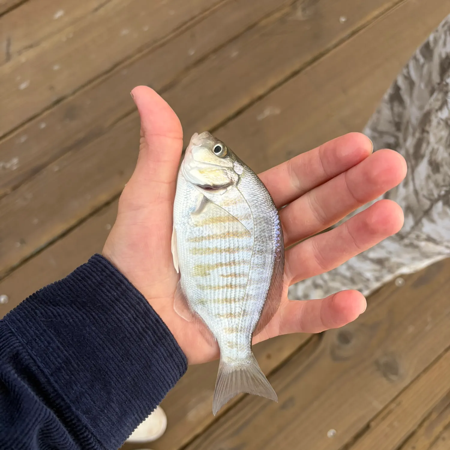 Barred surfperch caught on Fishbrain