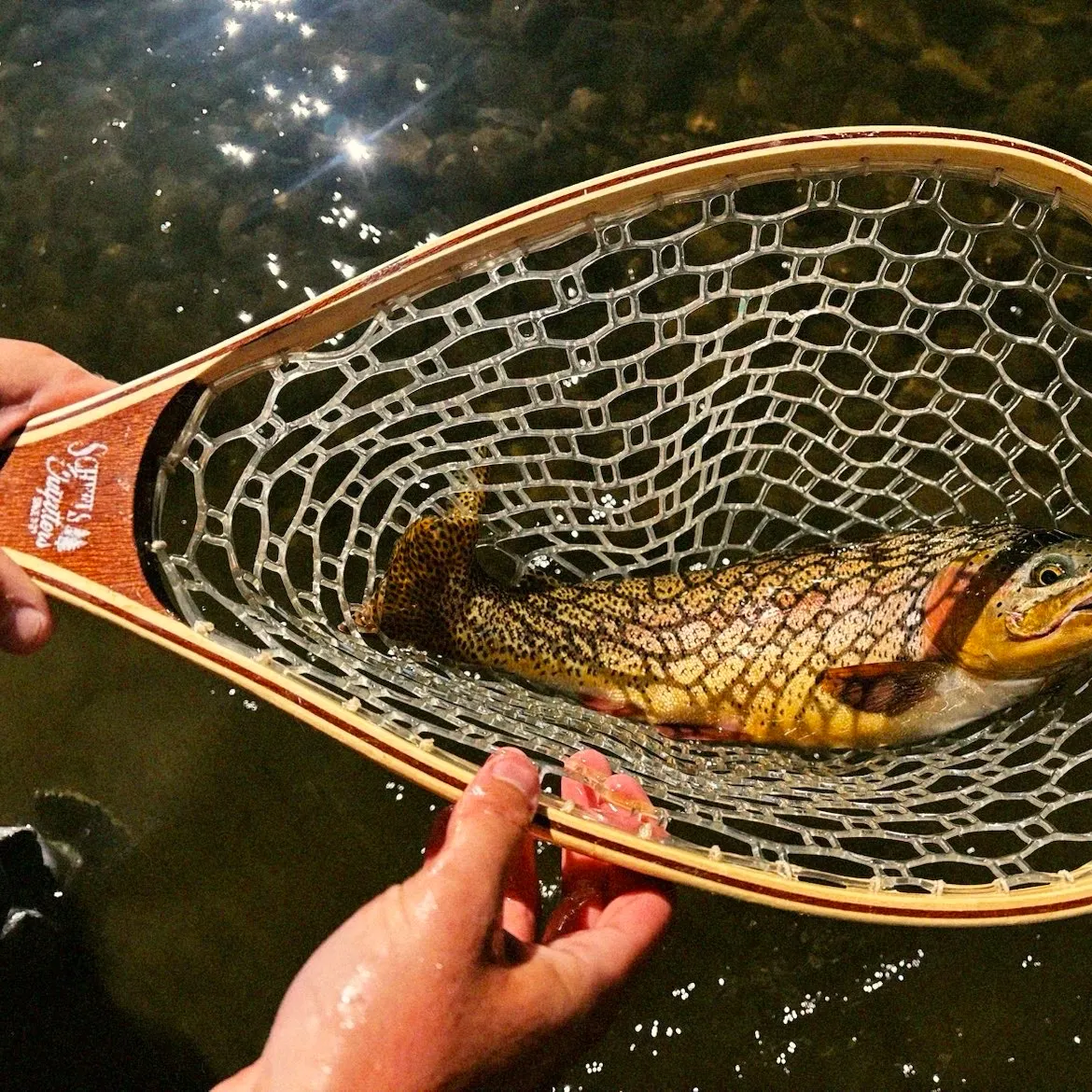 Cutbow caught on Fishbrain