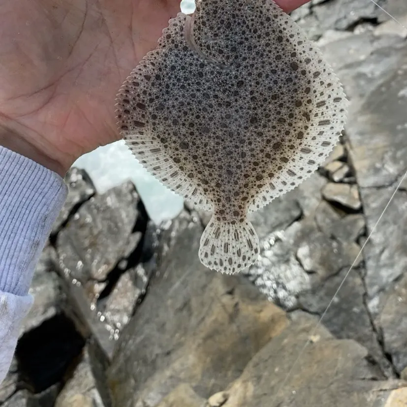 Turbot caught on Fishbrain