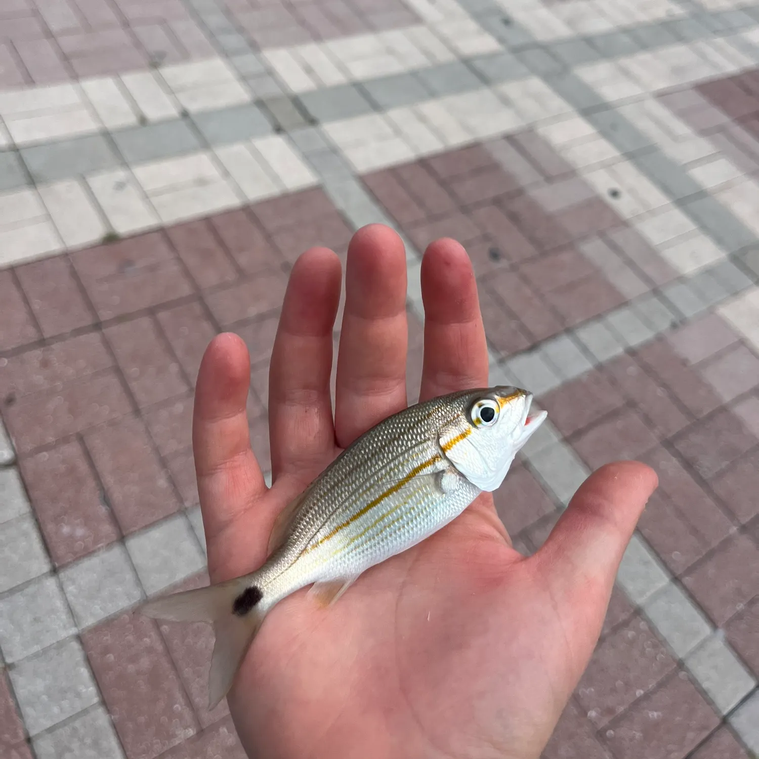 The most recent Tomtate grunt catches on Fishbrain