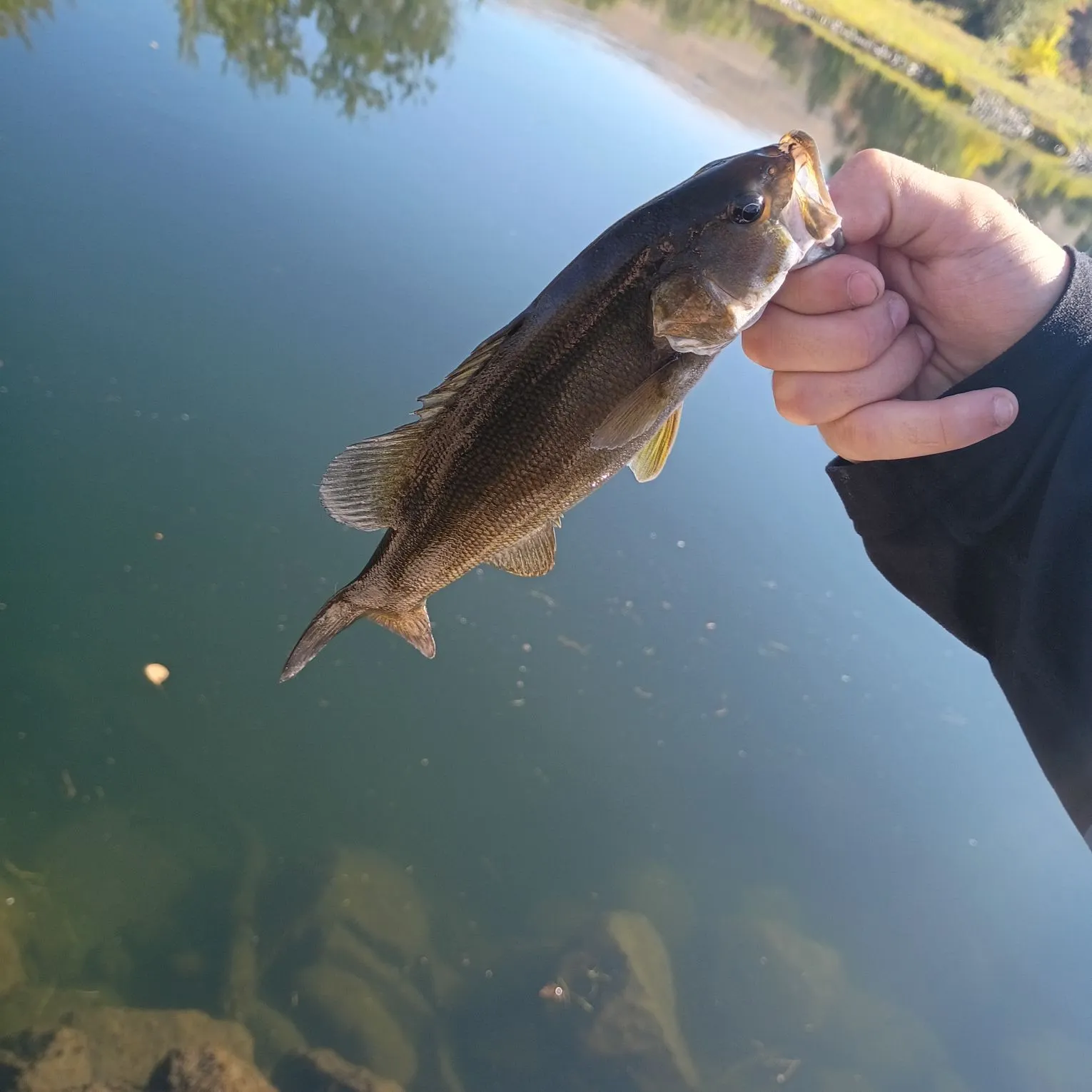 Smallmouth bass caught on Fishbrain