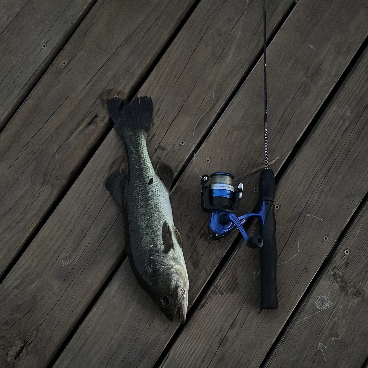 Largemouth bass caught on Fishbrain