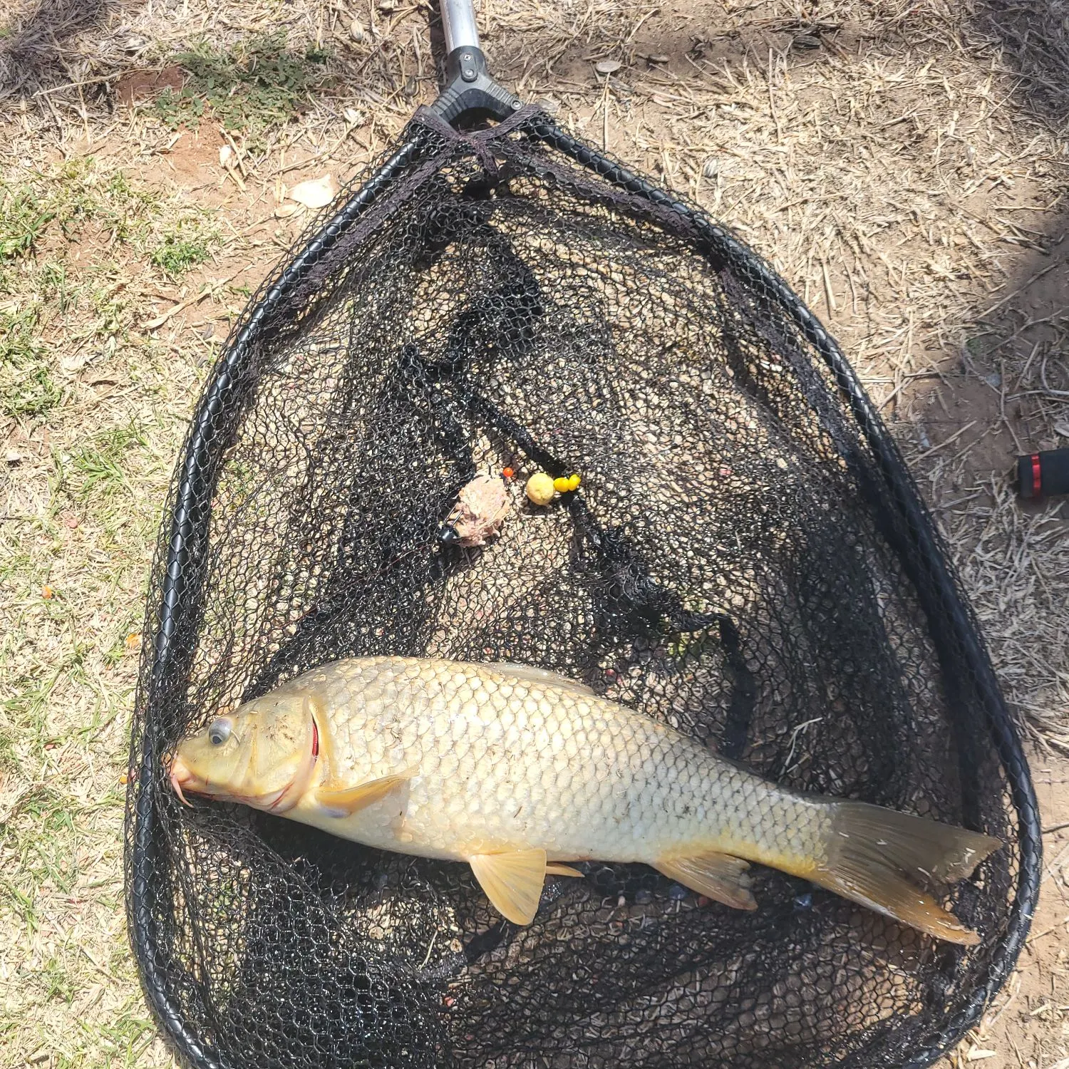 Common carp caught on Fishbrain