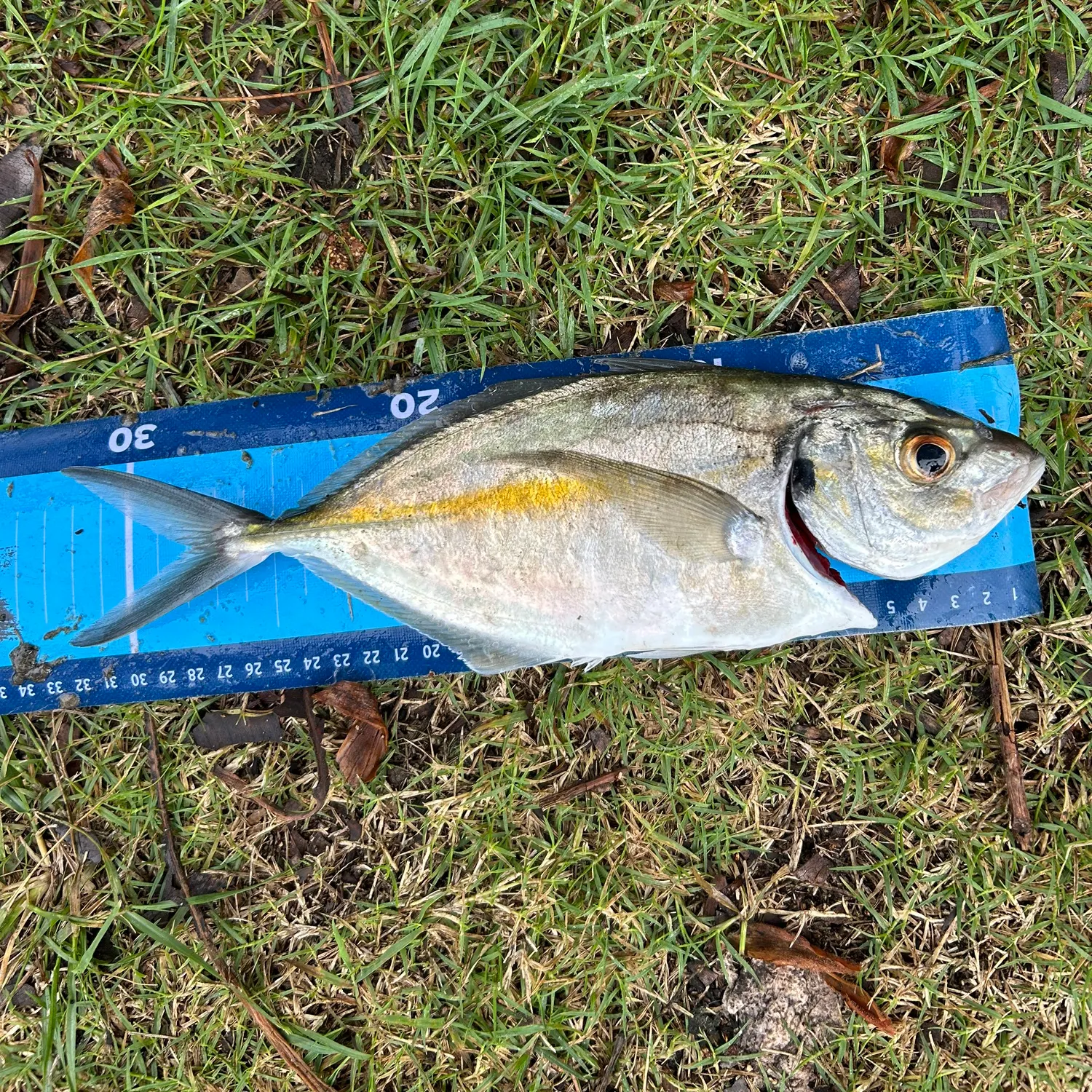The most recent White trevally catches on Fishbrain