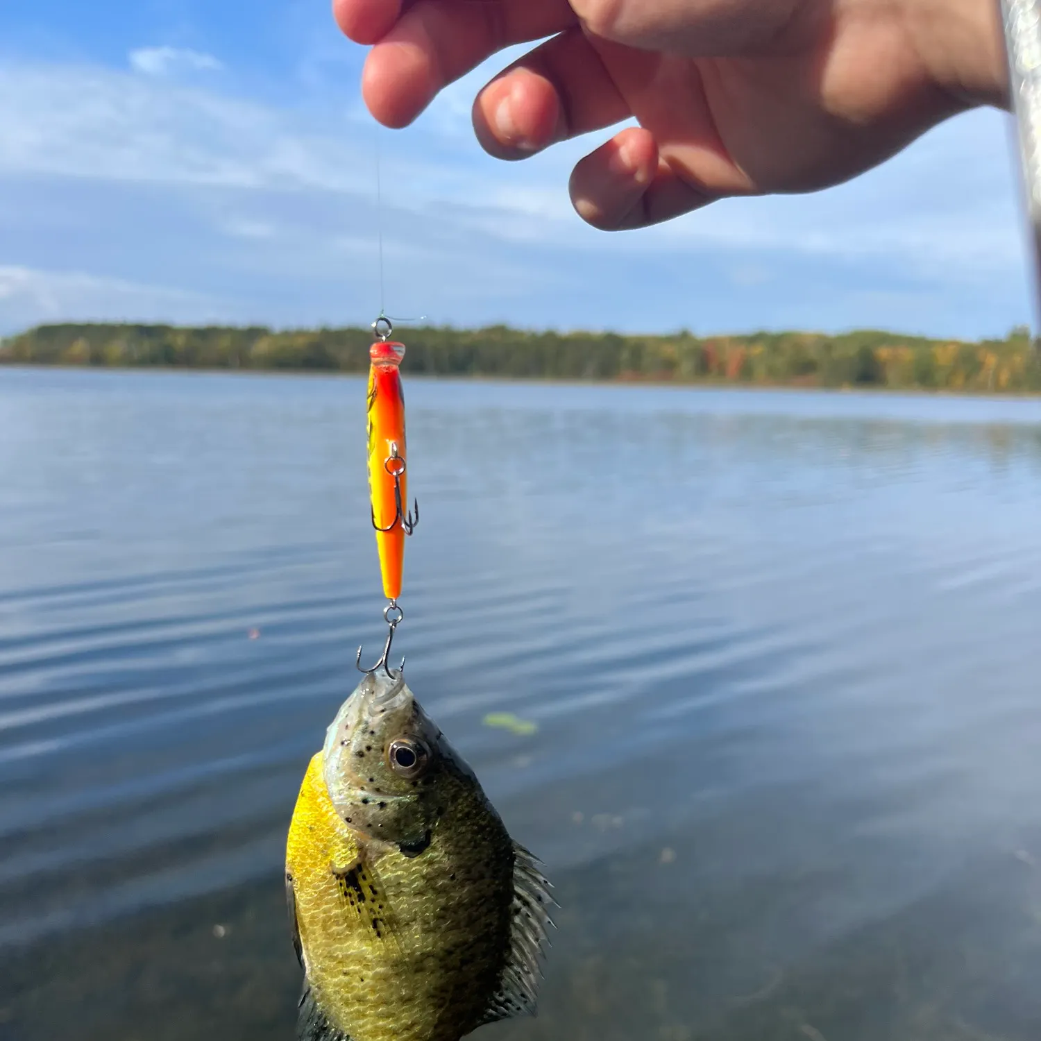 Bluegill caught on Fishbrain