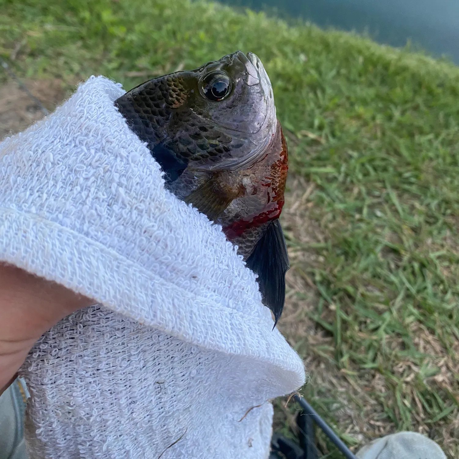 Bluegill caught on Fishbrain