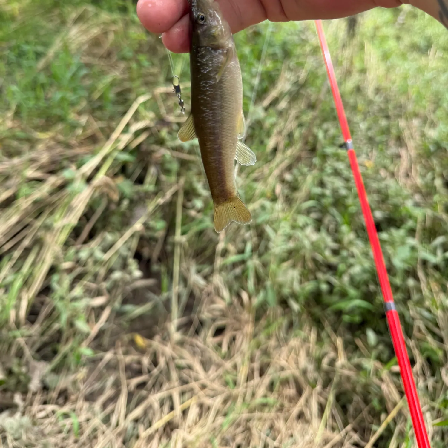 Creek chub caught on Fishbrain