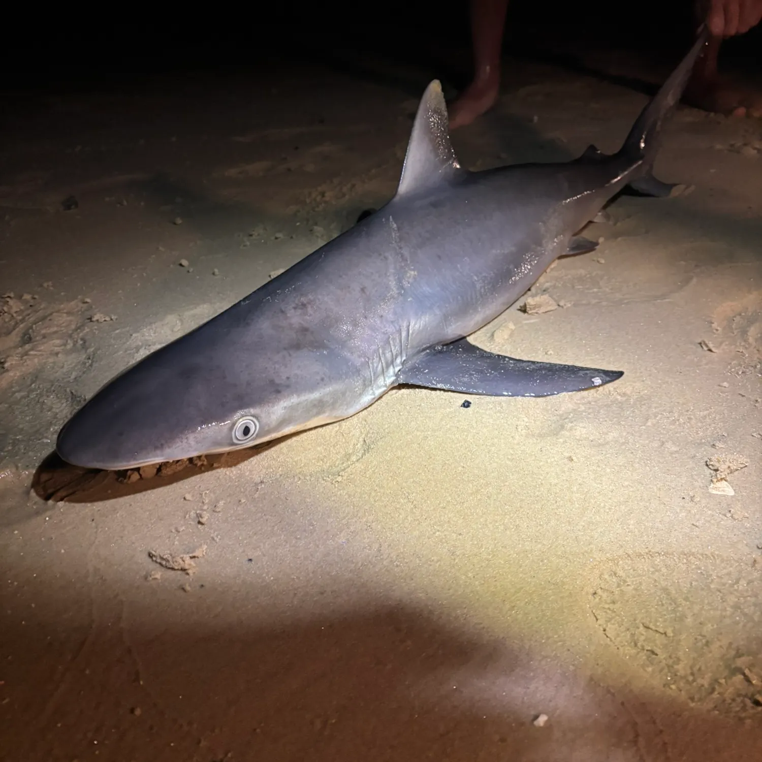 The most recent Dusky shark catches on Fishbrain