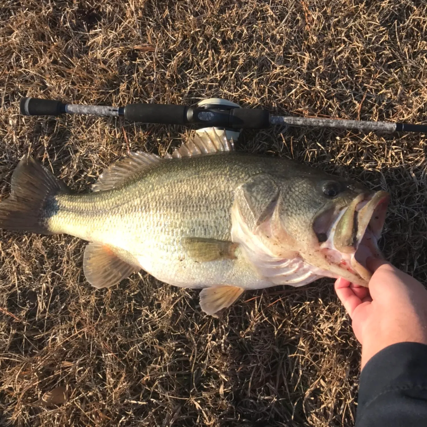Fish caught on Fishbrain