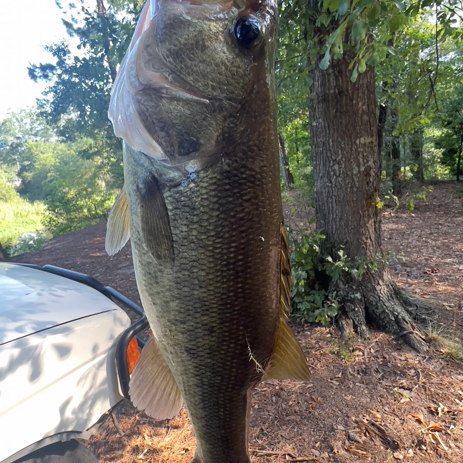 angler catch