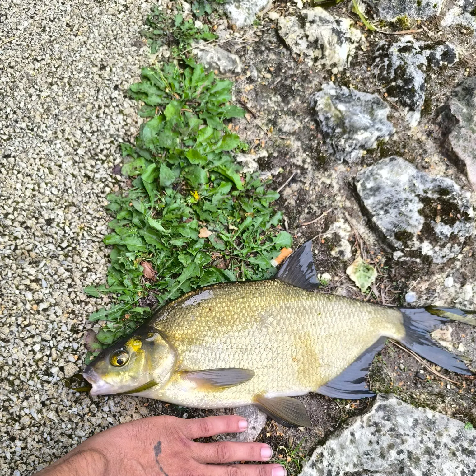 recently logged catches