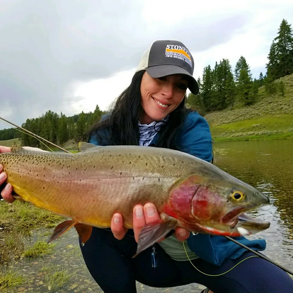 The most popular recent Cutthroat trout catch on Fishbrain