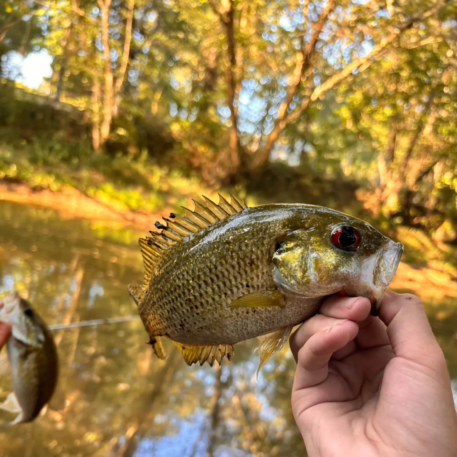 Rock bass caught on Fishbrain