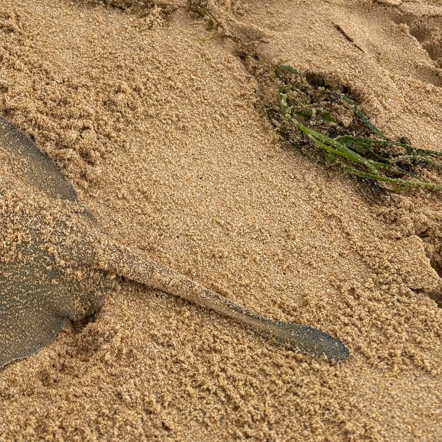The most recent Common stingaree catches on Fishbrain