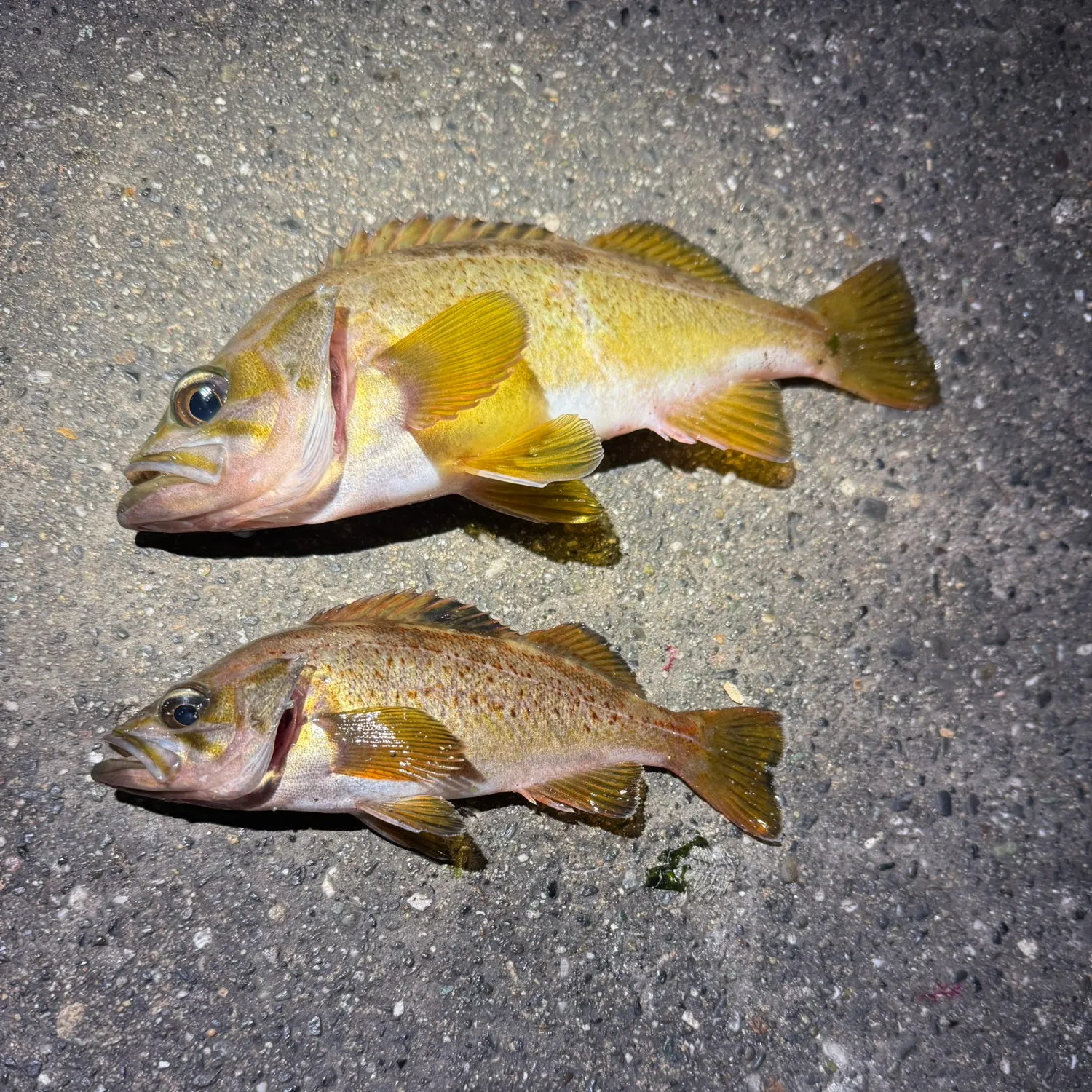 Brown rockfish caught on Fishbrain