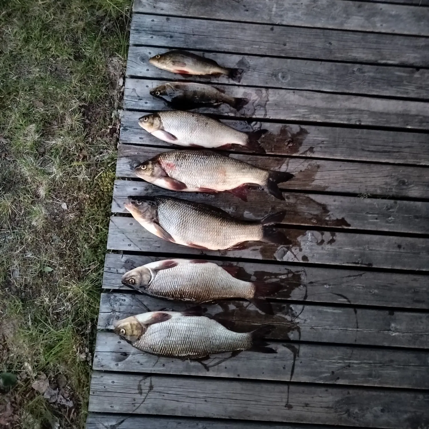 recently logged catches