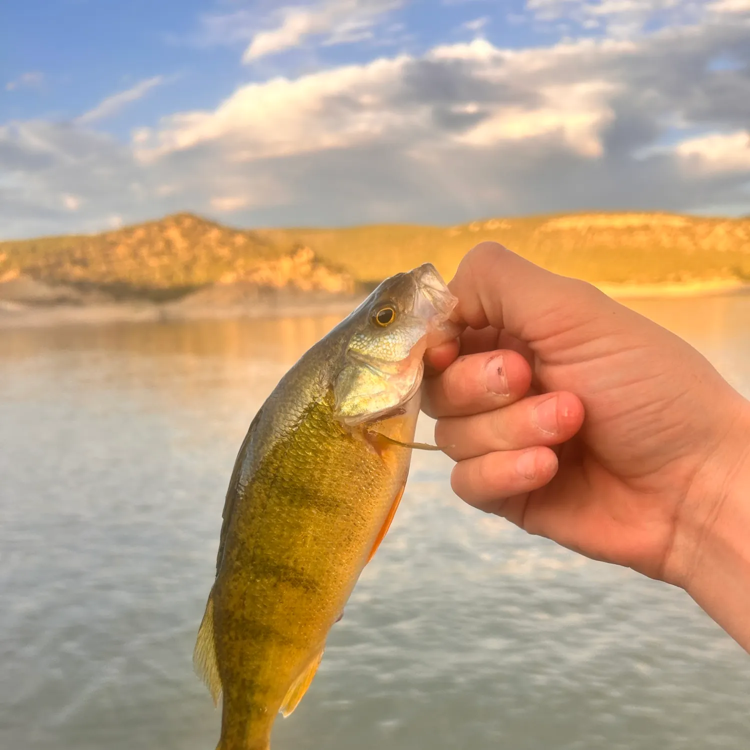 Yellow perch caught on Fishbrain