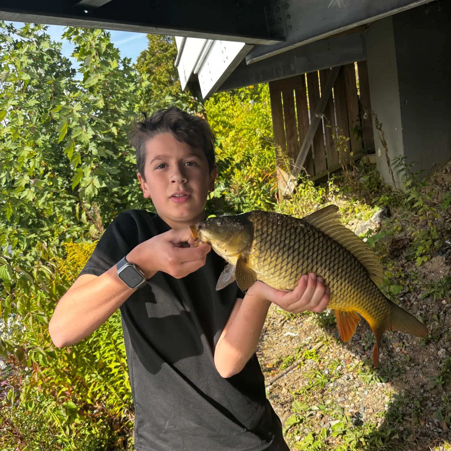 Common carp caught on Fishbrain