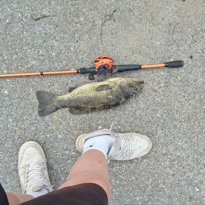 Largemouth bass caught on Fishbrain