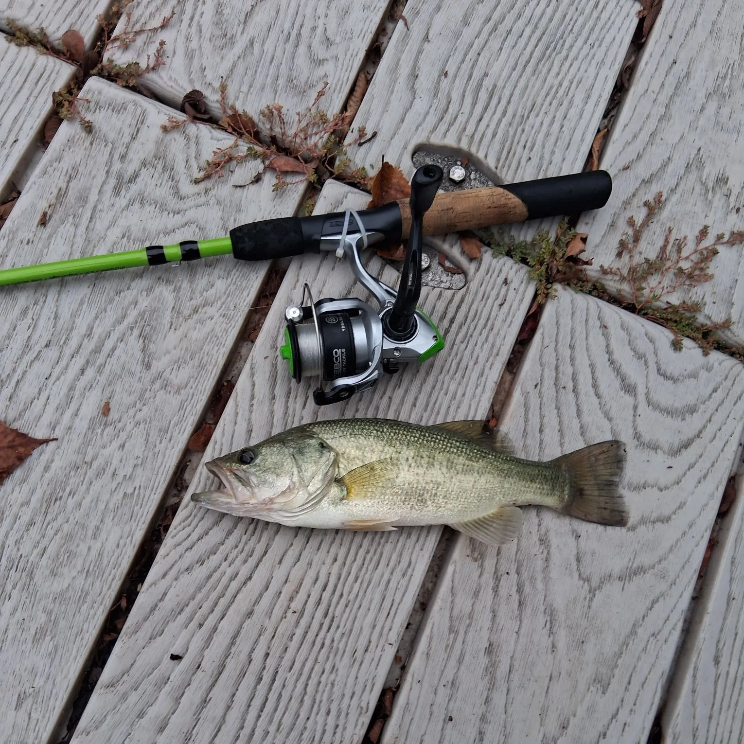 Largemouth bass caught on Fishbrain