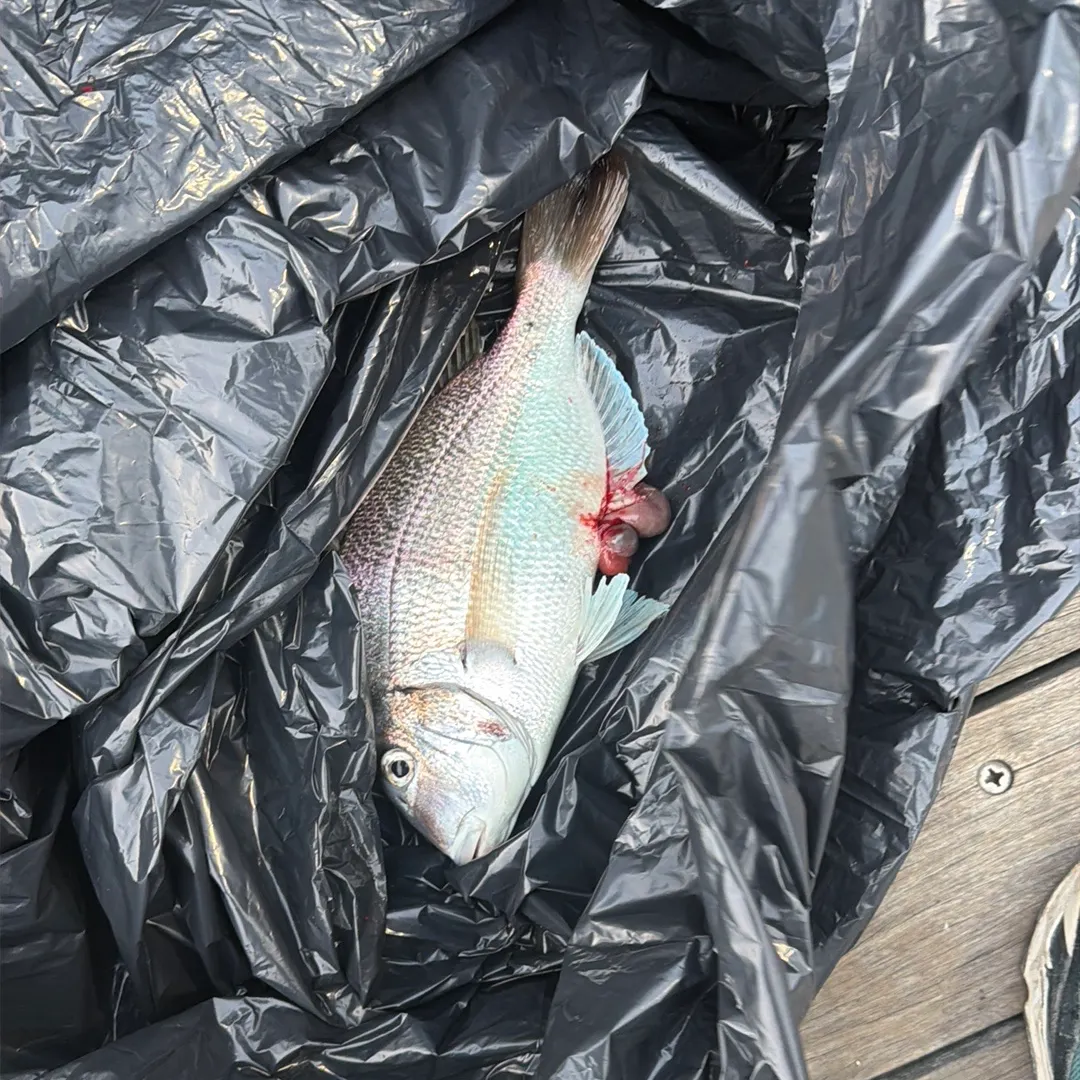 Scup caught on Fishbrain