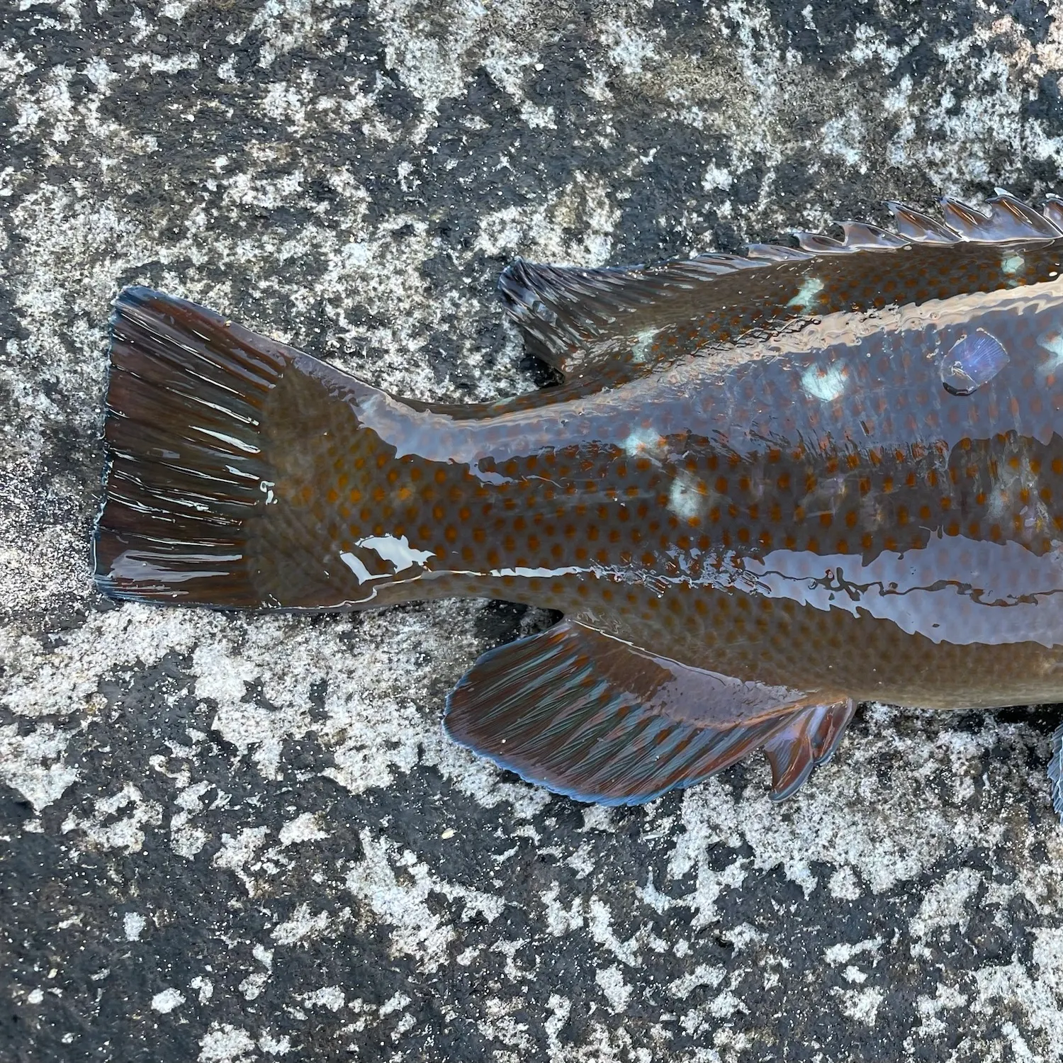 The most recent Eastern blue groper catches on Fishbrain