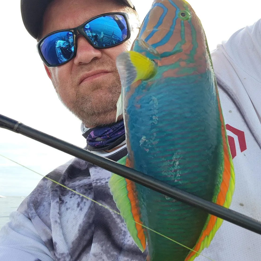 The most recent Saddle wrasse catches on Fishbrain