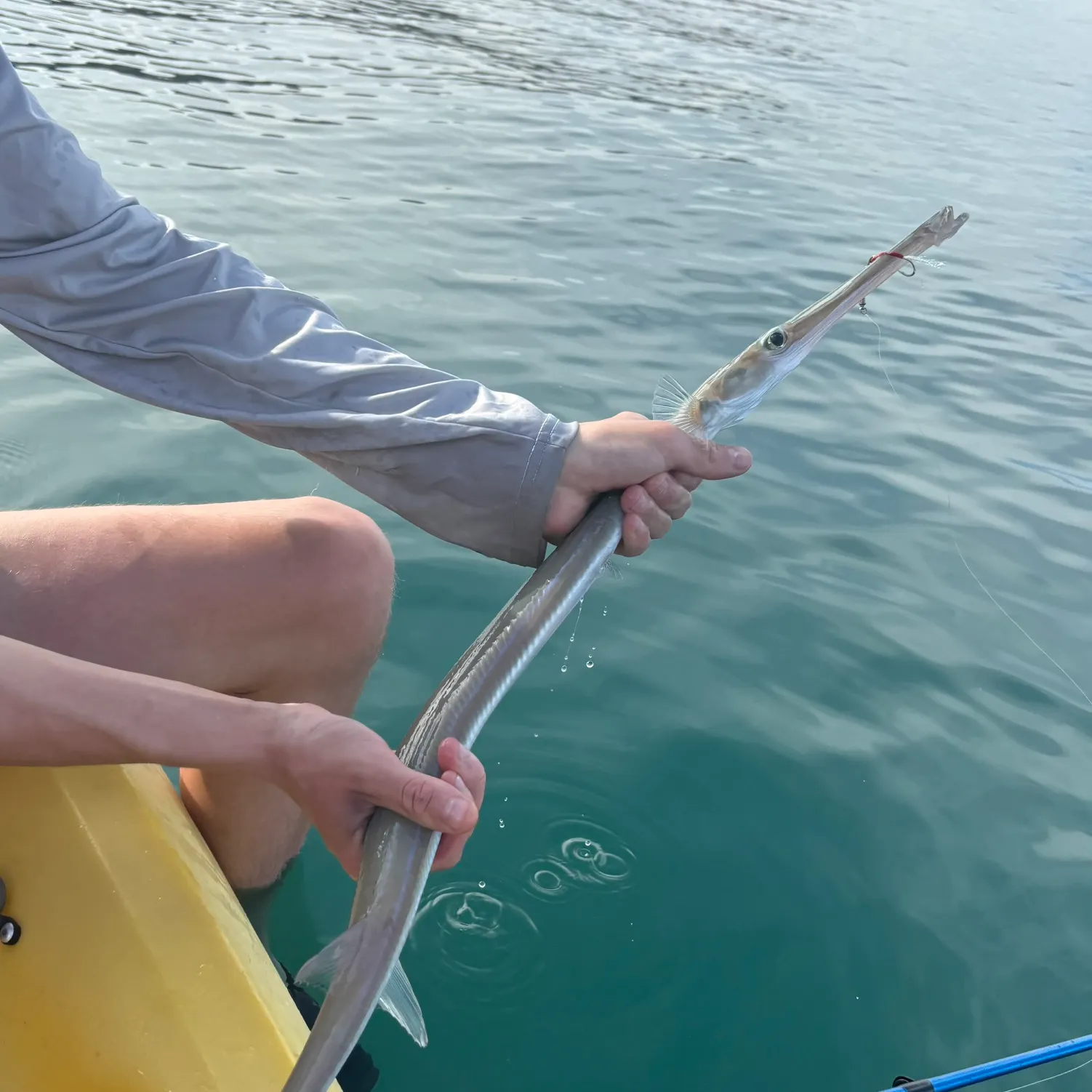 The most recent Chinese trumpetfish catches on Fishbrain