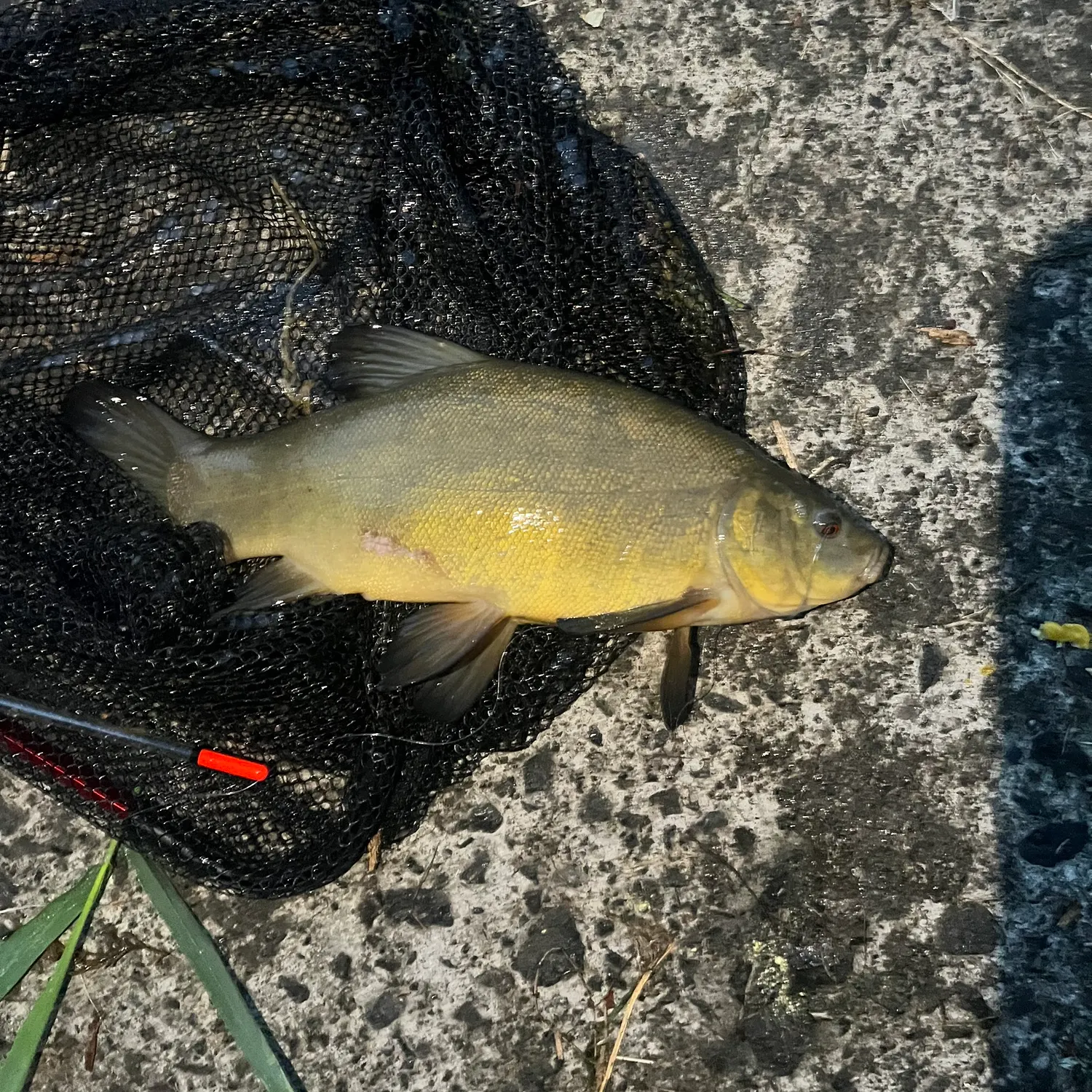 Tench caught on Fishbrain