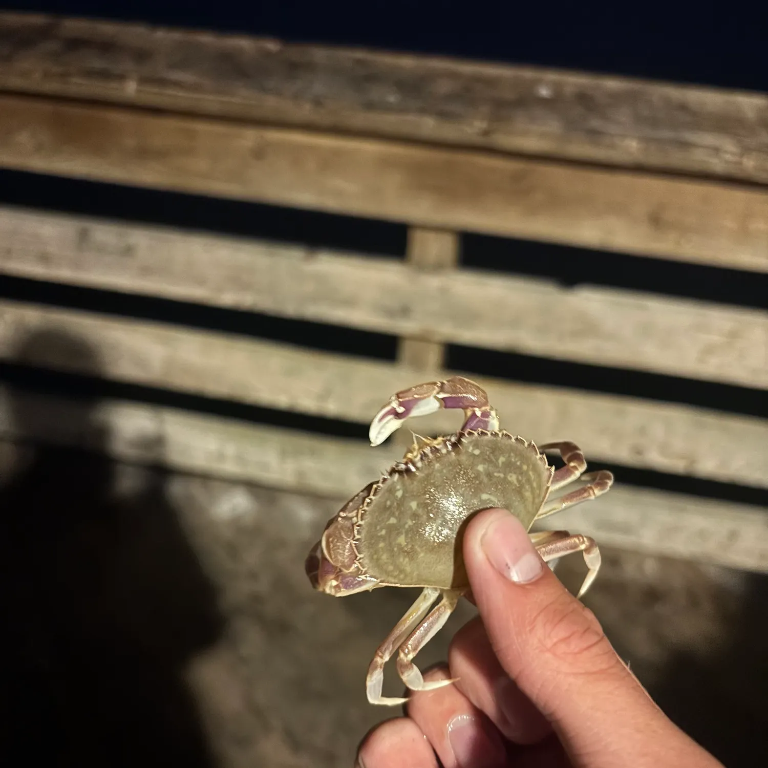 The most recent Spotted reef crab catches on Fishbrain