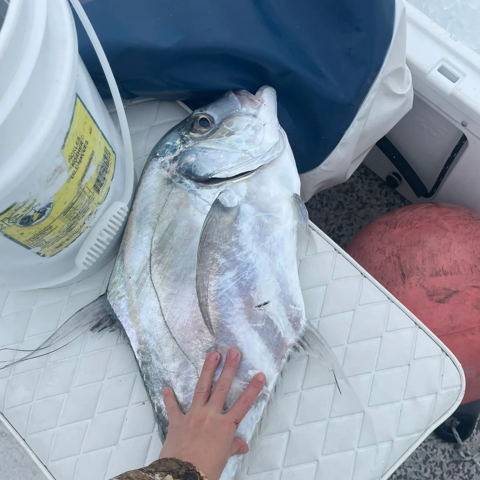 The most recent African pompano catches on Fishbrain