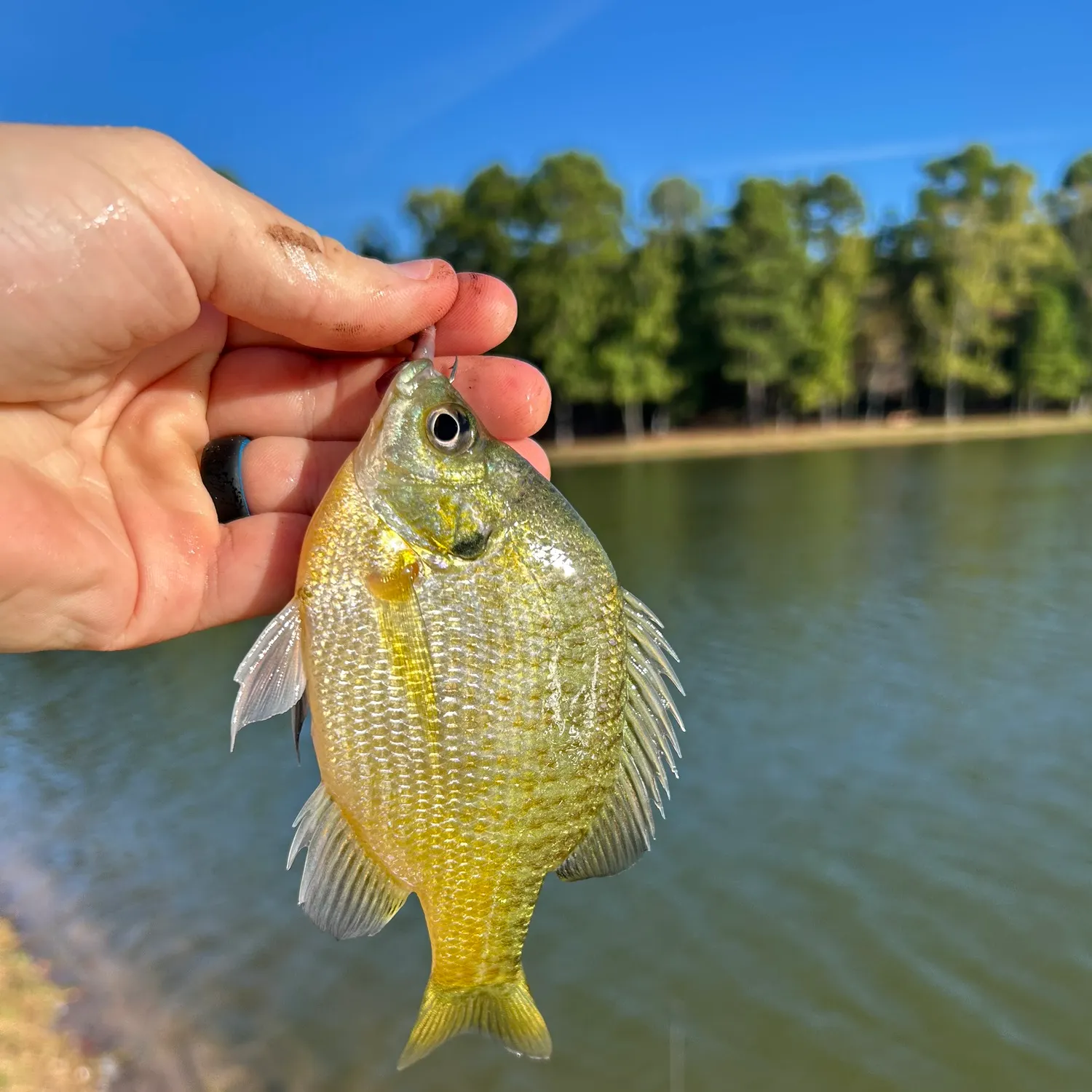 Bluegill caught on Fishbrain