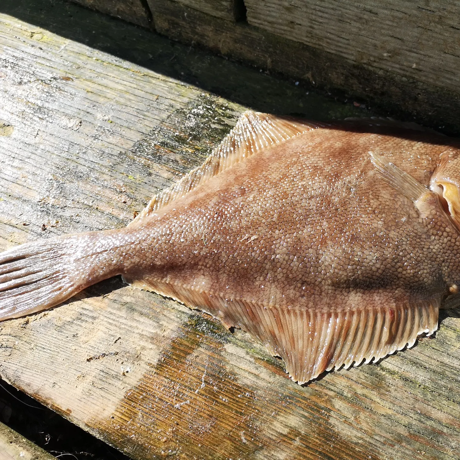 The most recent English sole catches on Fishbrain