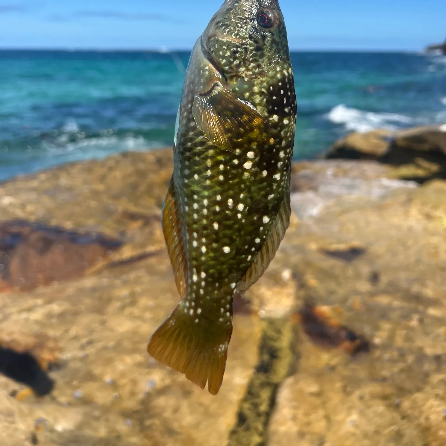 The most recent Crimsonband wrasse catches on Fishbrain