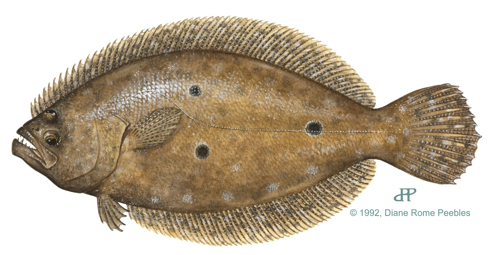 Gulf flounder