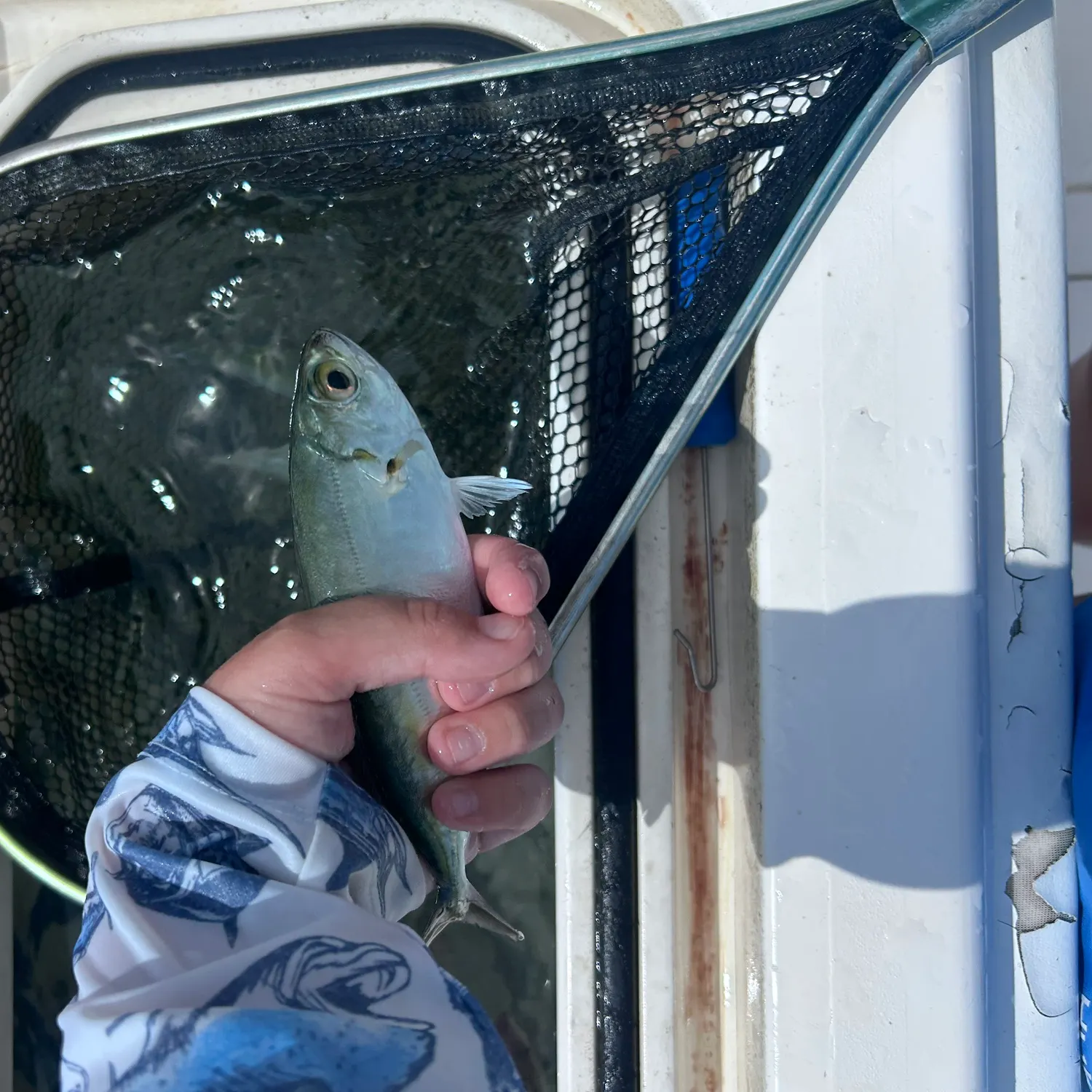 The most recent Bigeye scad catches on Fishbrain