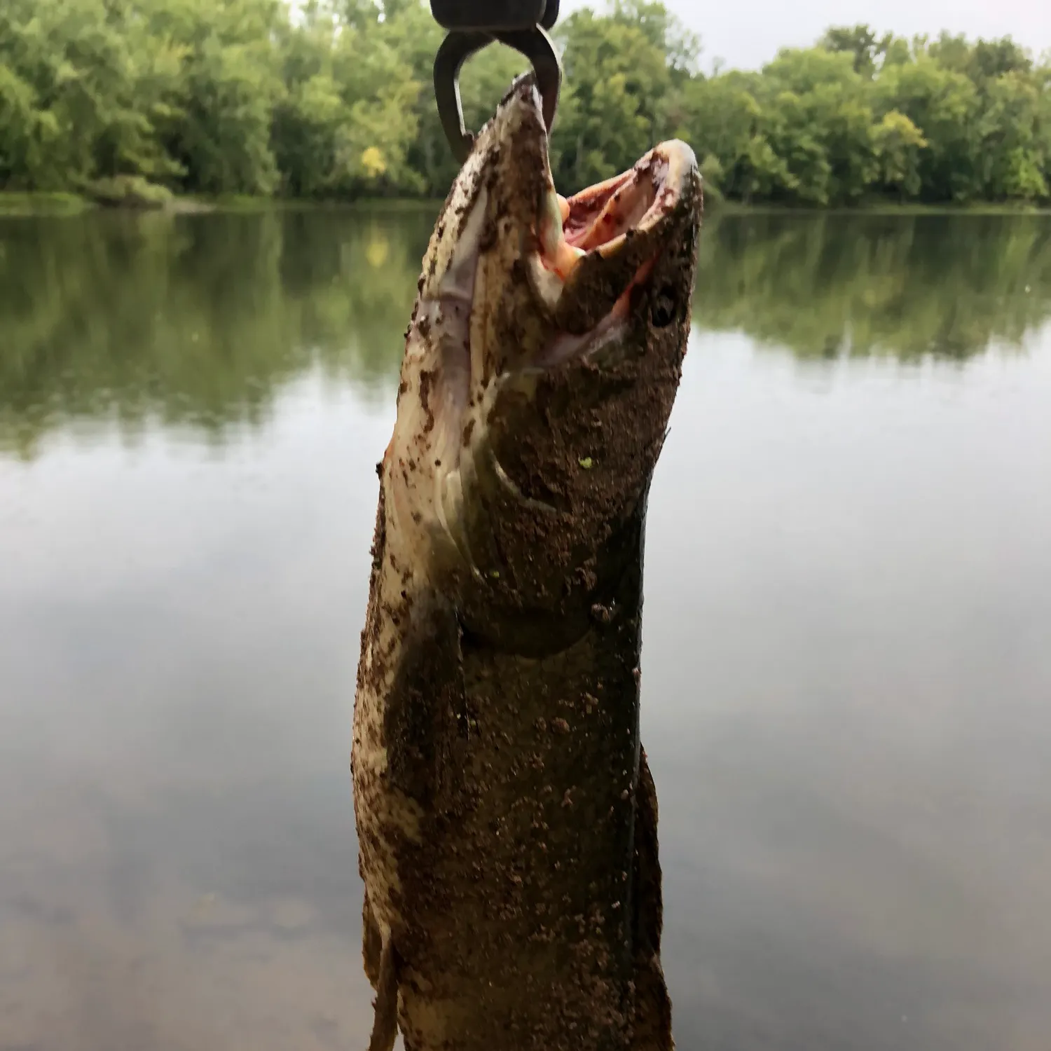 Eyetail bowfin caught on Fishbrain