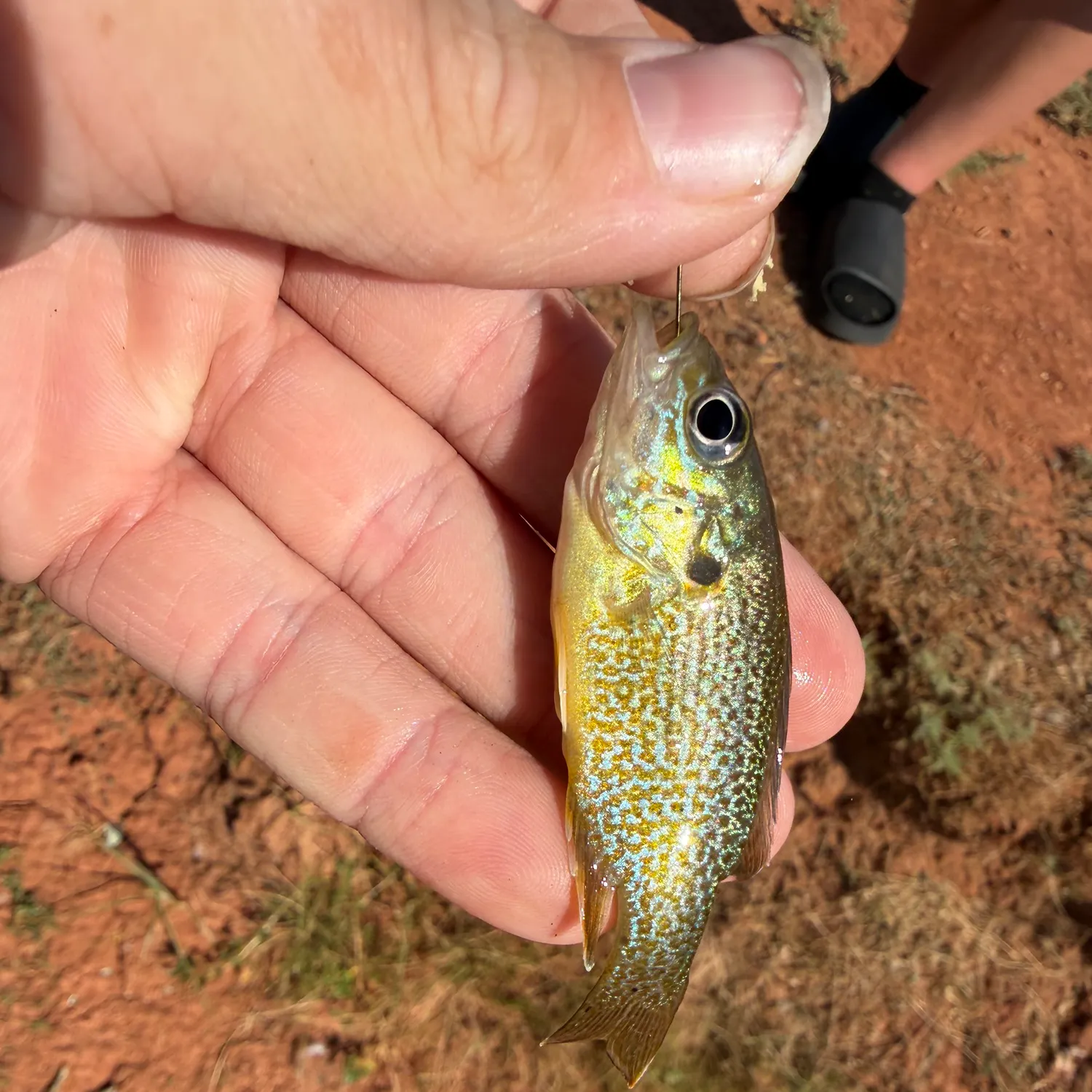 The most recent Longear x green sunfish catches on Fishbrain