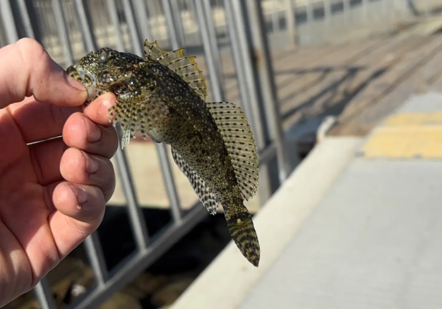 Mottled sculpin