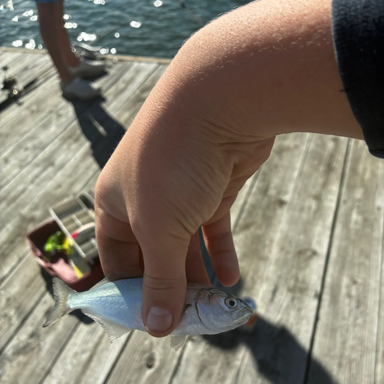 Bluefish caught on Fishbrain
