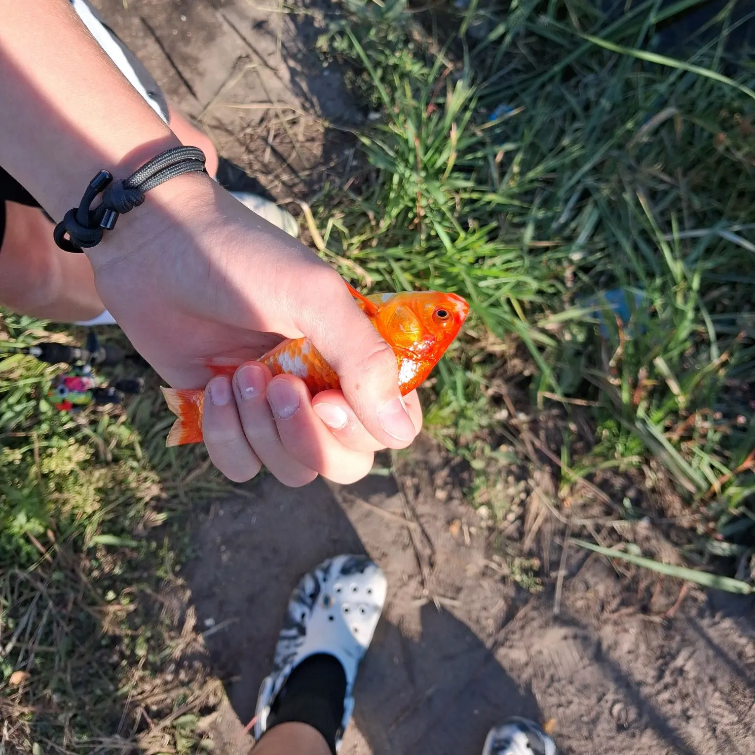 Goldfish caught on Fishbrain