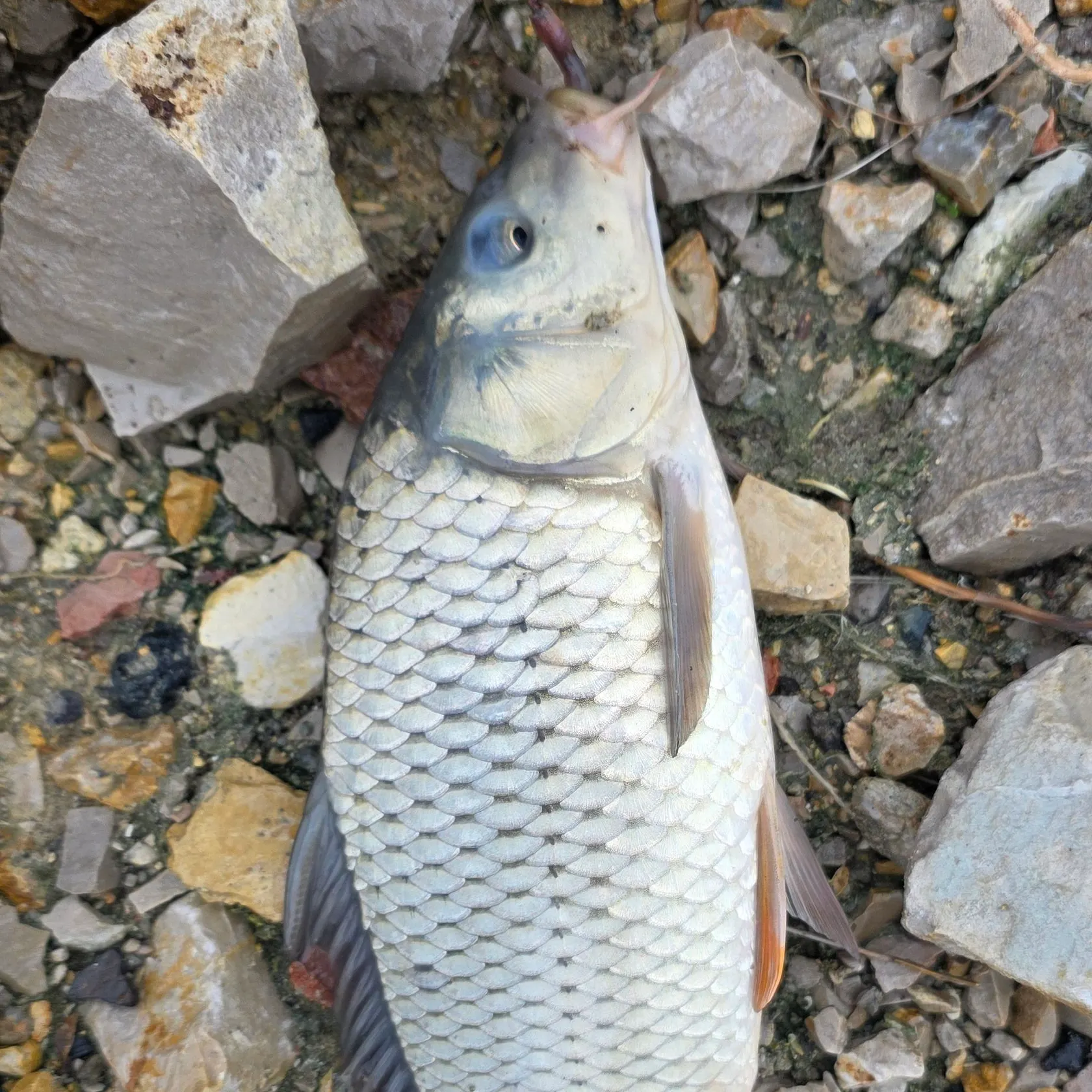 Common carp caught on Fishbrain