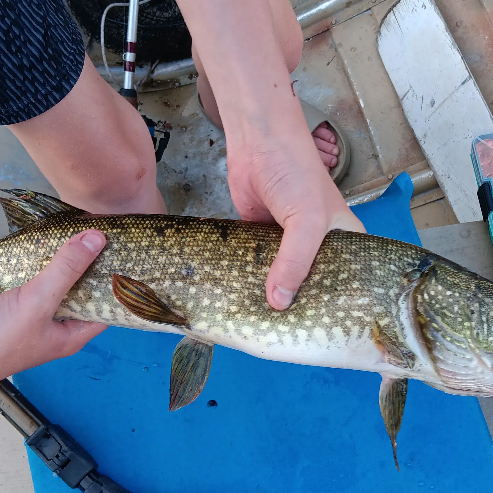 Northern pike caught on Fishbrain