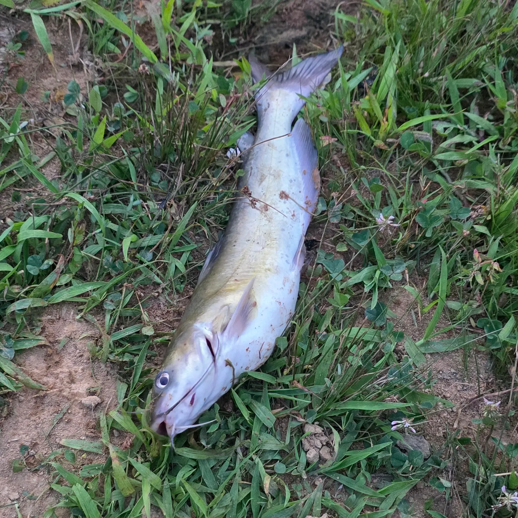 Channel catfish caught on Fishbrain