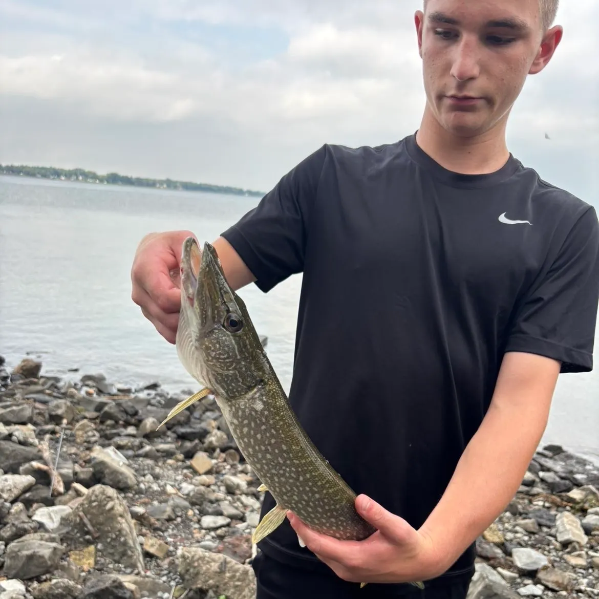 Northern pike caught on Fishbrain