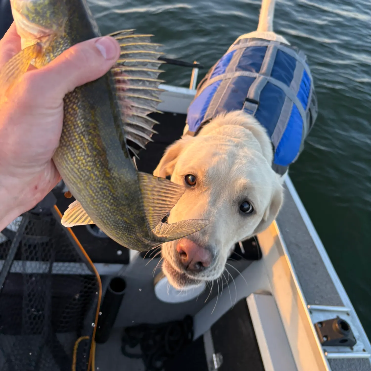 Walleye caught on Fishbrain