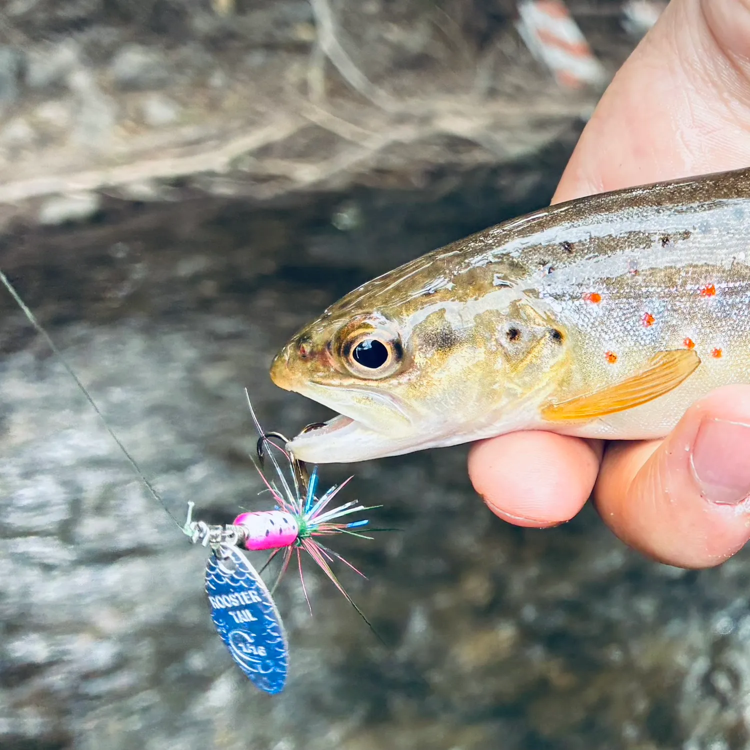 Brown trout caught on Fishbrain