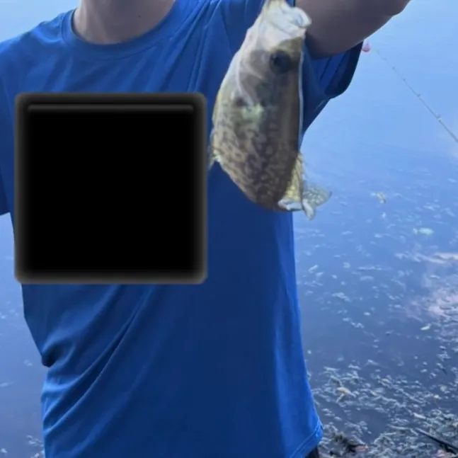 Black crappie caught on Fishbrain